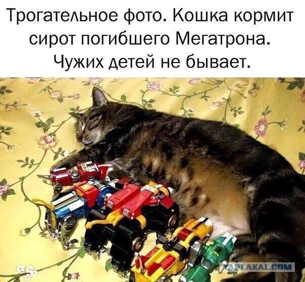 Баяны с распродажи