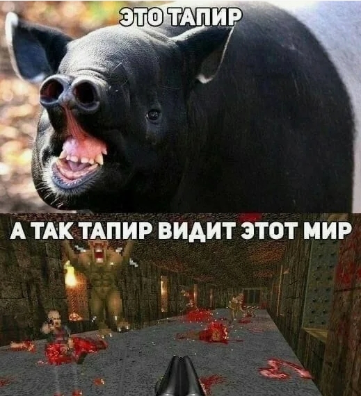 Картинки и видосы, не много