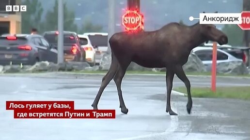 Аляска, все мемы в одну тему