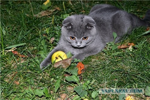 Котовторник 23.07.2013