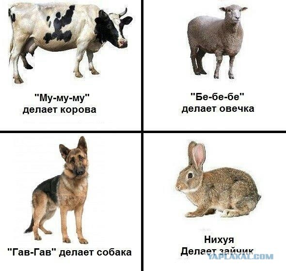 Как делает лиса? Вынос мозга.