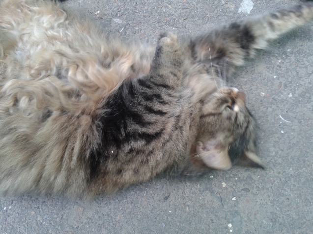 Котовторник  25.03.2014