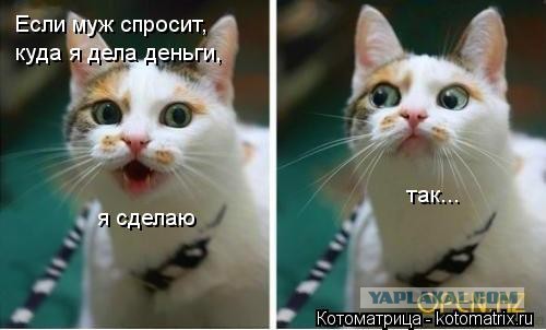 Рейтинг самых красивых пород кошек