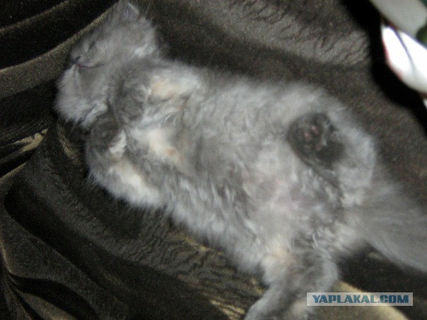 Котовторник