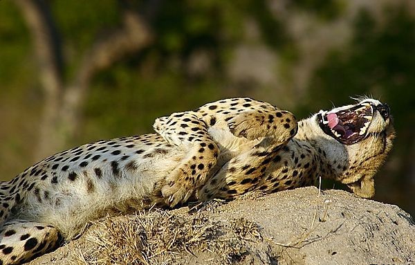 Кошки и другие