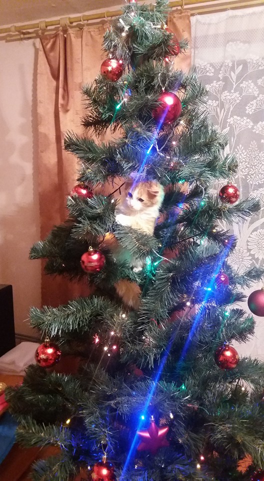Вот такое чудо пришло к нам на работу