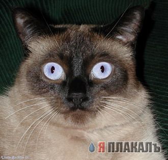 Коты, кошки, котята