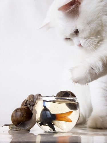 Коты, кошки, котята