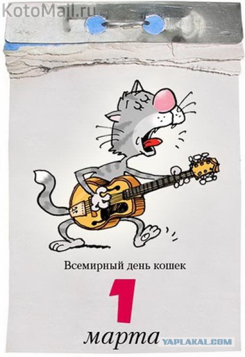 Котовторник  01.03.2016