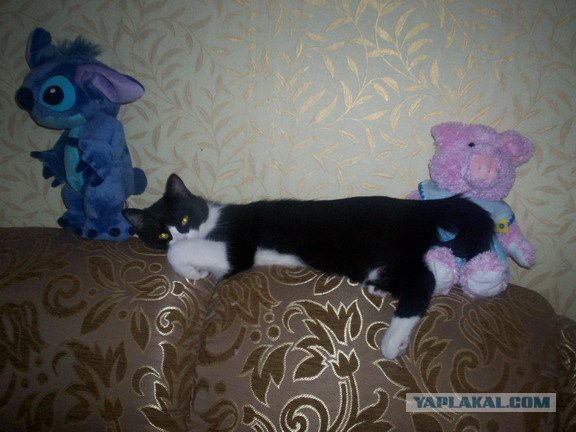 Как я стала кошатницей