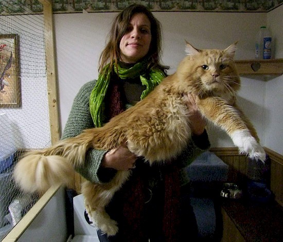 16 больших котов, которые совсем не кажутся домашними питомцами