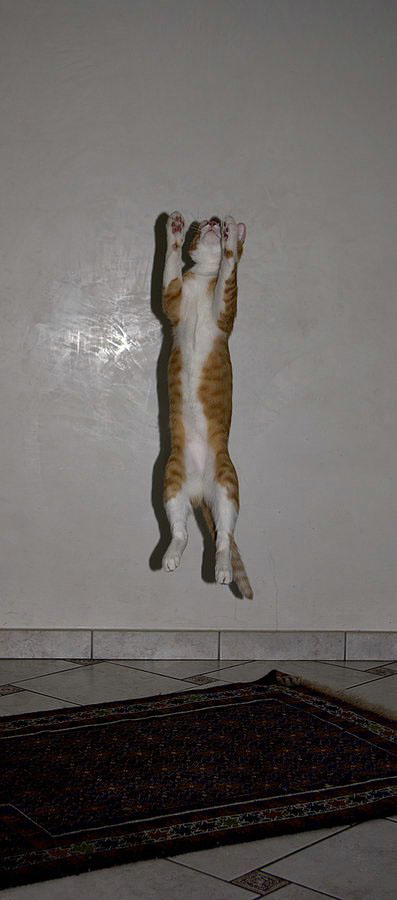 Летающий котовторник на ЯПлакалъ! (38 котов)