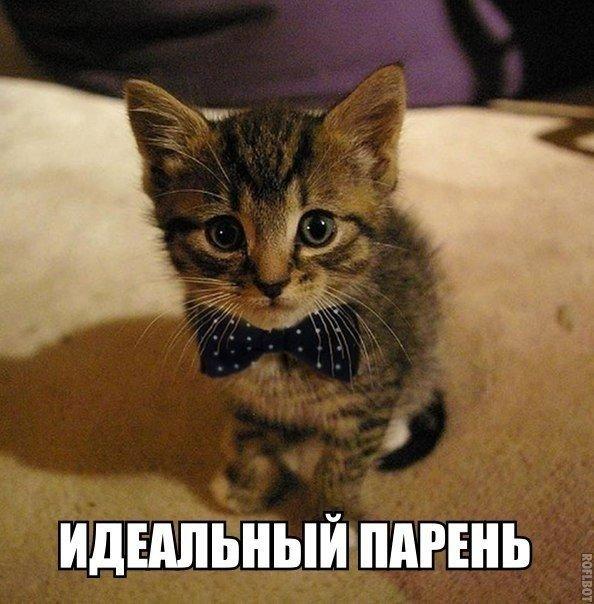 Прикольные животные