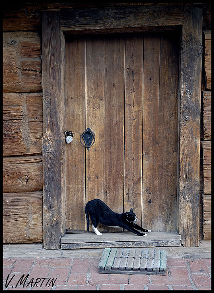 Котомет во вторник (11.12.2007)