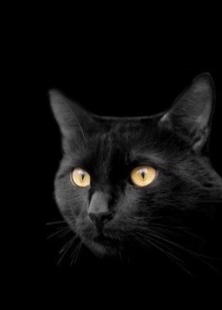 Прикольные животные