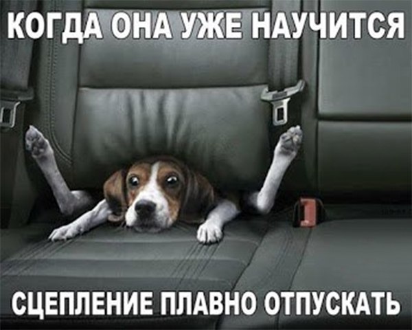 Прикольные животные
