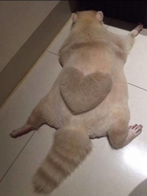 Прикольные животные