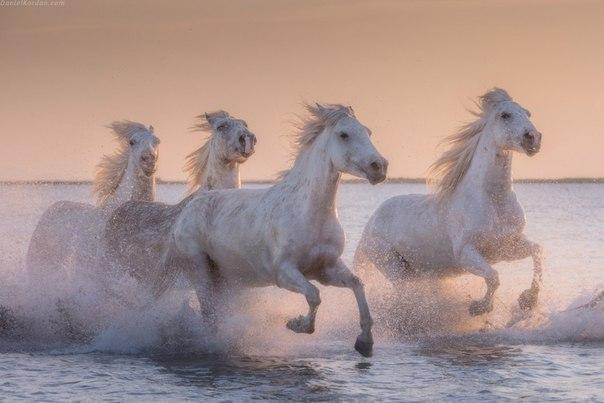 Самые смешные животные