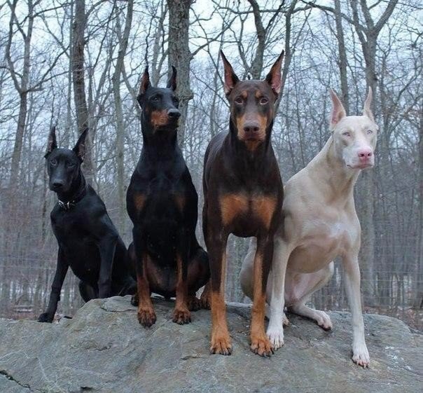 Живность из сети