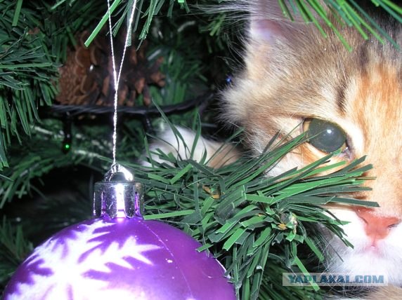 Мы работаем на аккумуляторах и от сети