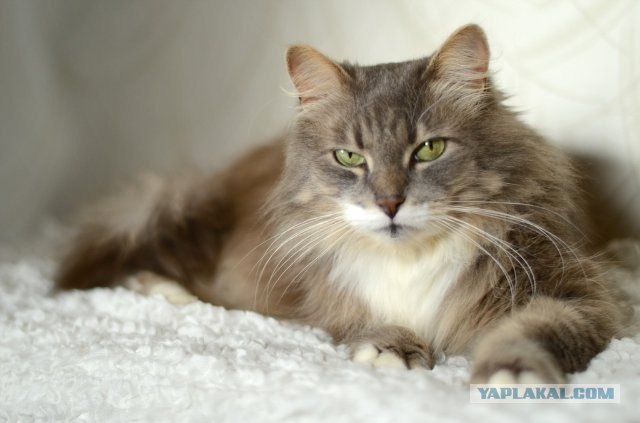 Котовторник 20.12.2011