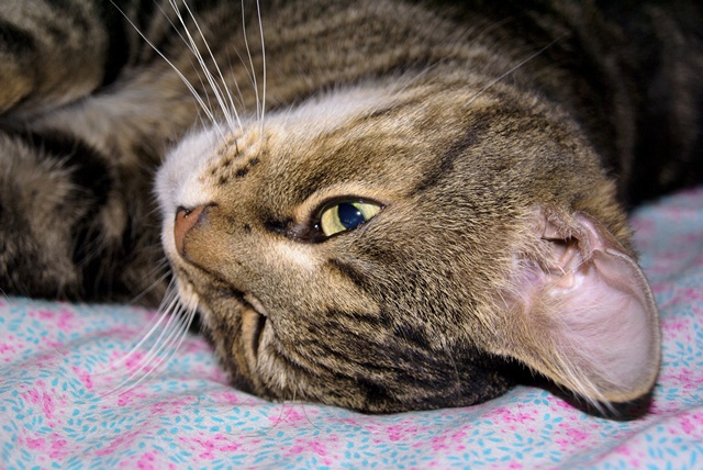 Котовторник 24.04.2012