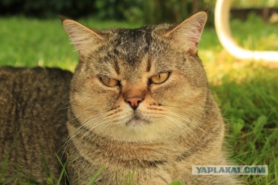 Котонянька и котовторник