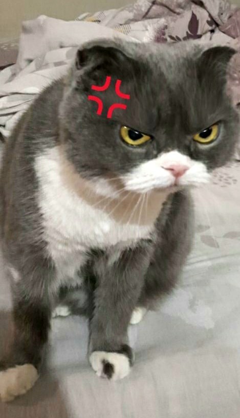 Котовторник 09.02.21. Свежие котики от Нарвского.