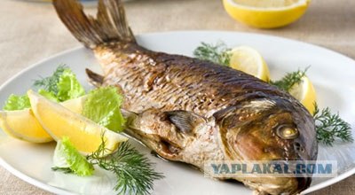 Нежданный трофей, во время соревнований