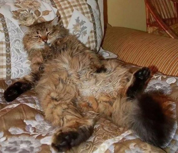 Жизнь домашнего приюта "Котоленд" 427