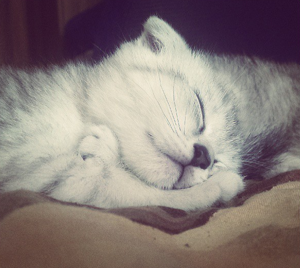 Котовторник 23.09.2014.