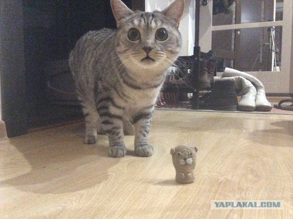 Мой кот покатился по наклонной