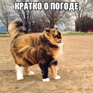 17 фотографий котов