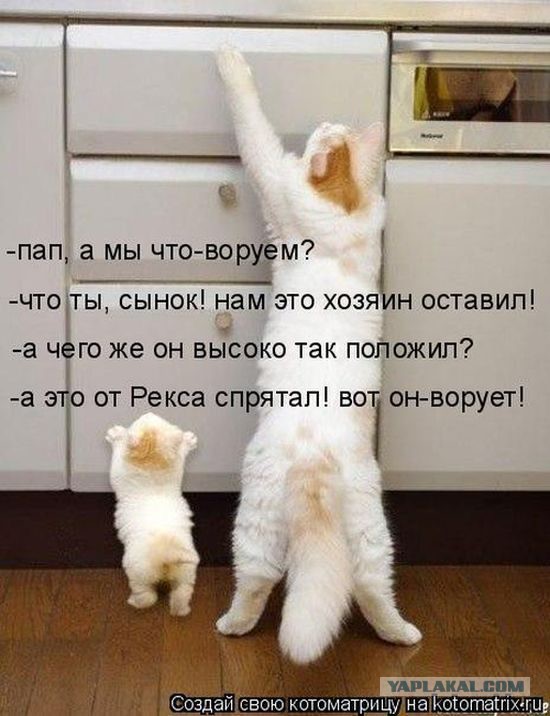 Директор и продавец «Евросети» купили два iPhone 6