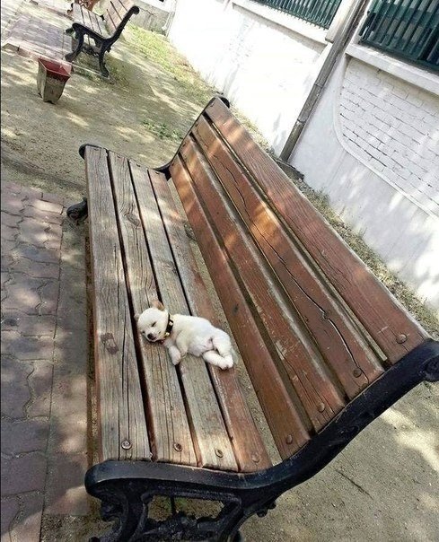 Мохнатые беспредельщики