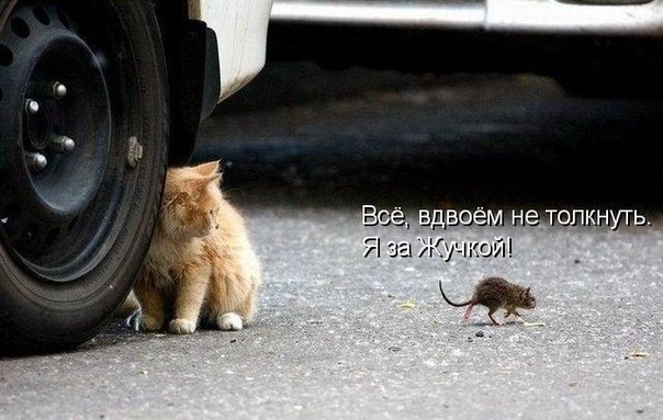 Прикольные животные