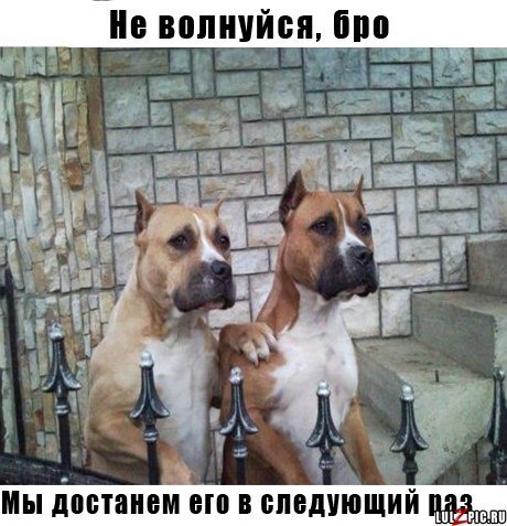 Порция картинок