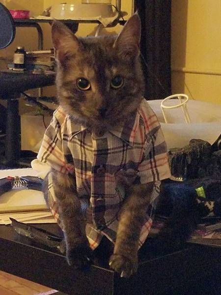 Коты и Кошки