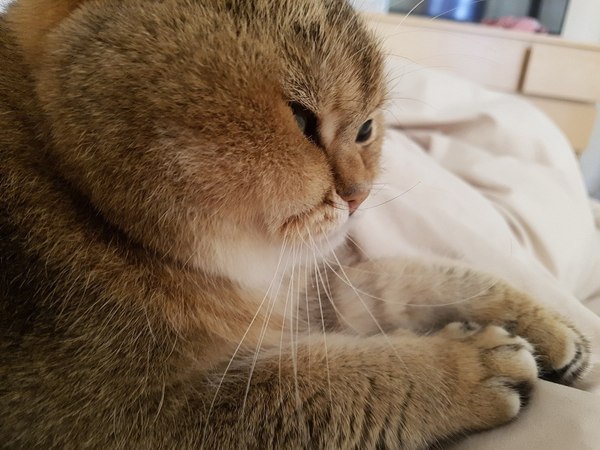 Коты и Кошки