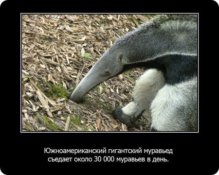 23 интересных факта о животных, которые вас удивят