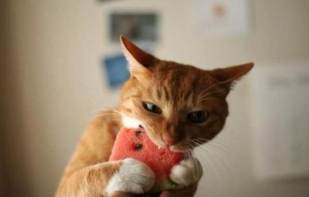 Коты и Кошки
