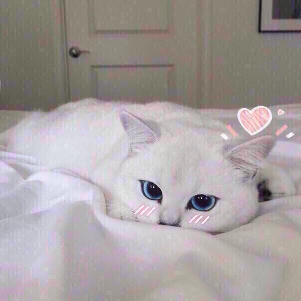 Прикольных котов пост