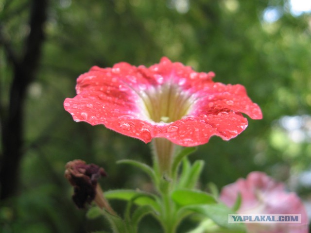 Просто Природа