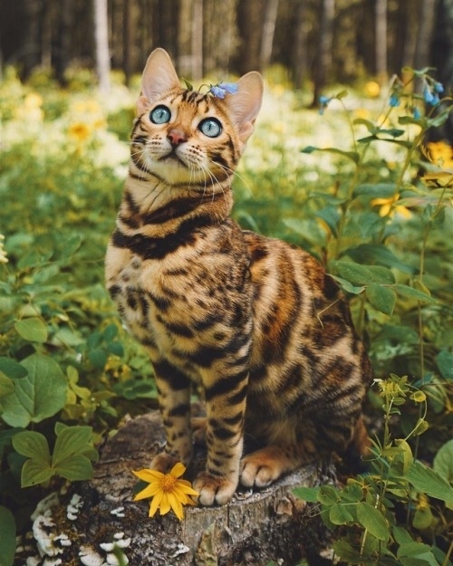 Немного милоты