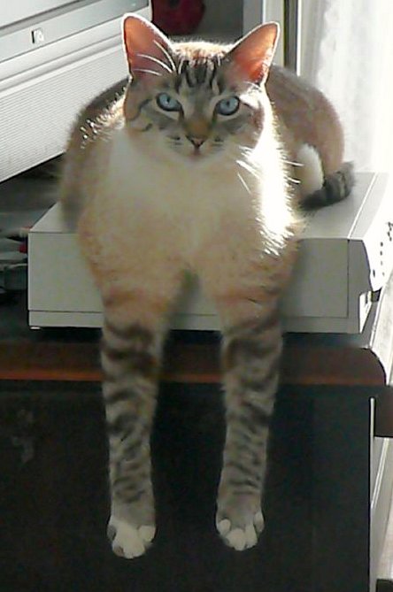 Просто Котовторник