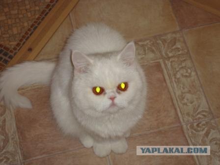 Котовторник