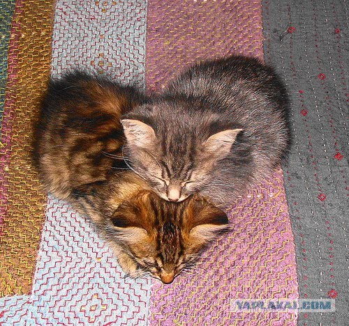 Котовторник!