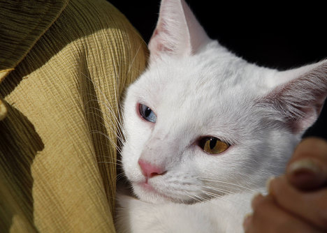 Котовторник 20.12.2011