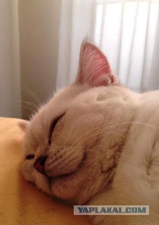 Котовторник 03 07 2012