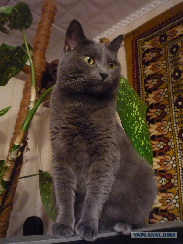 Котовторник  17.07.2012